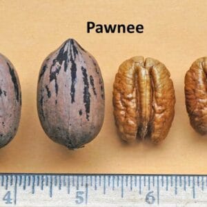 Pekandio_pawnee-carya-illinoinensis-csemete-ara-www.koronakert.hu