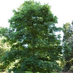 a tree next to a ruler