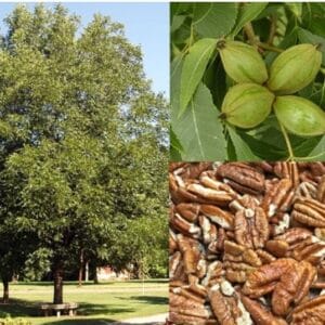 Pekandio_pawnee-carya-illinoinensis-csemete-ara-www.koronakert.hu