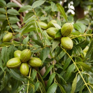 Pekandio_pawnee-carya-illinoinensis-csemete-ara-www.koronakert.hu