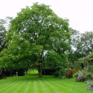 eperfa-Morus-Illinois Everbearing