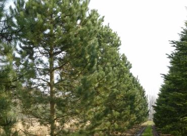 Fekete-fenyo-Pinus-nigra-Austriaca