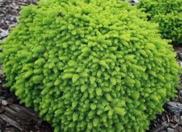 Picea abies Little Gem törpe göm luc fenyő bokor csemete földlabdás cserepes konténeres ritka különleges tűlevelű örökzöld dísznövény ára www.koronakert.hu