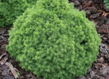 picea-glauca alberta globe gömb cukorsüvegfenyő örökzöld cserepes fenyőféle konténeres bokor törpe kicsi koronakert.hu