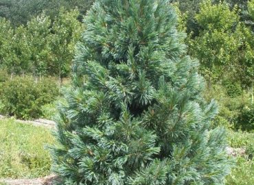 pinus flexilis vanderwolfs nevadai cirbolyafenyő örökzöld tűlevelű fa csemete cserepes konténeres téli különleges ritka dísznövény ára www.koronakert.hu3
